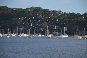 View of Careel Bay and local racing pigeons.