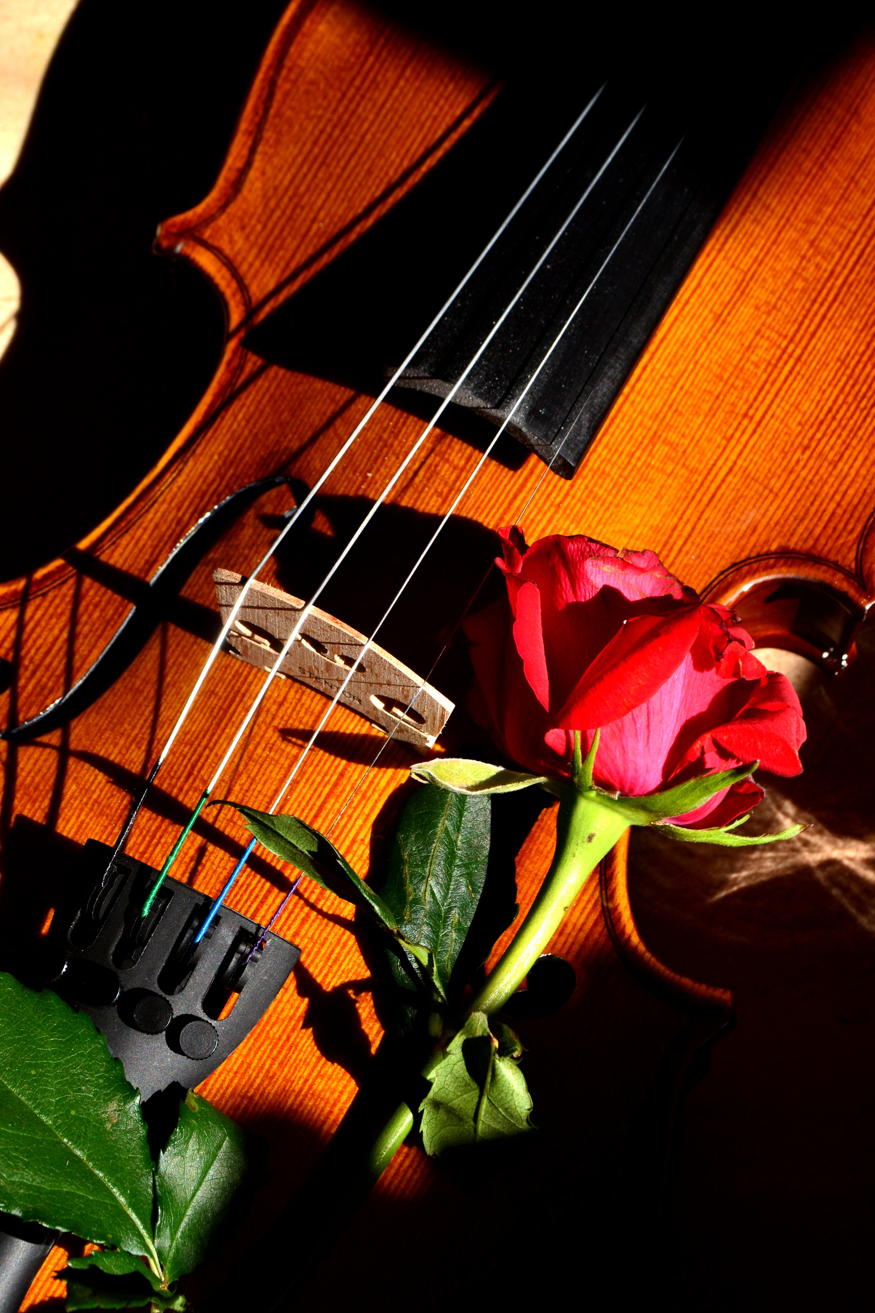 Violin rose