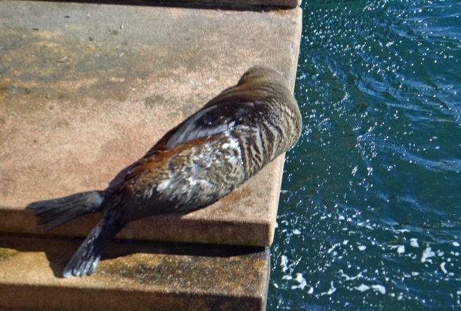 Sydney's Celebrity Seal.